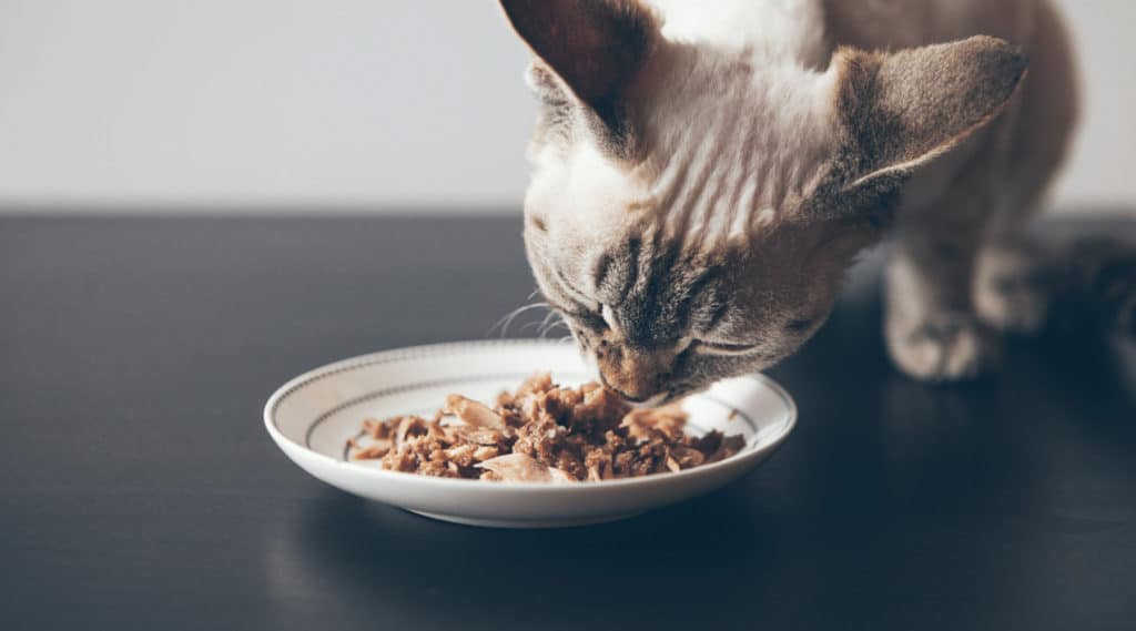 Best Cat Food Constipation
