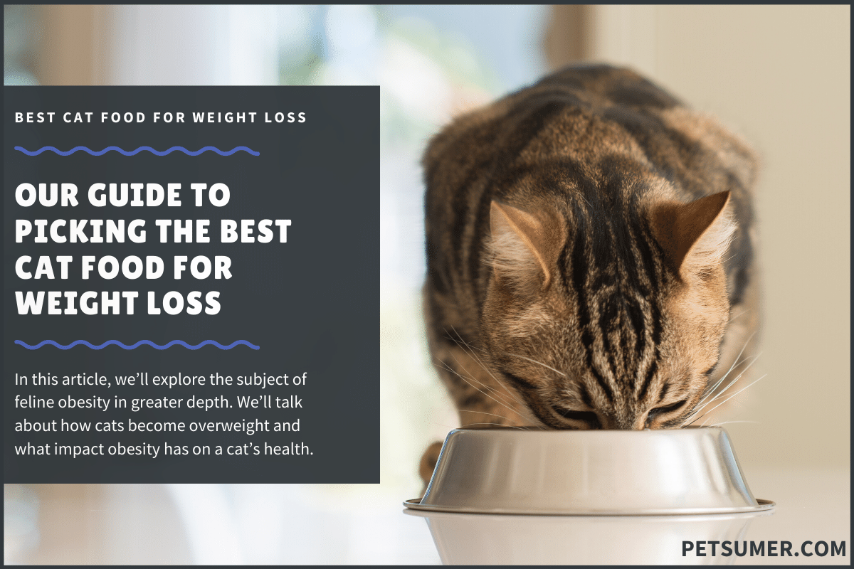 9 Best Cat Foods for Weight Loss (Obesity) in 2020
