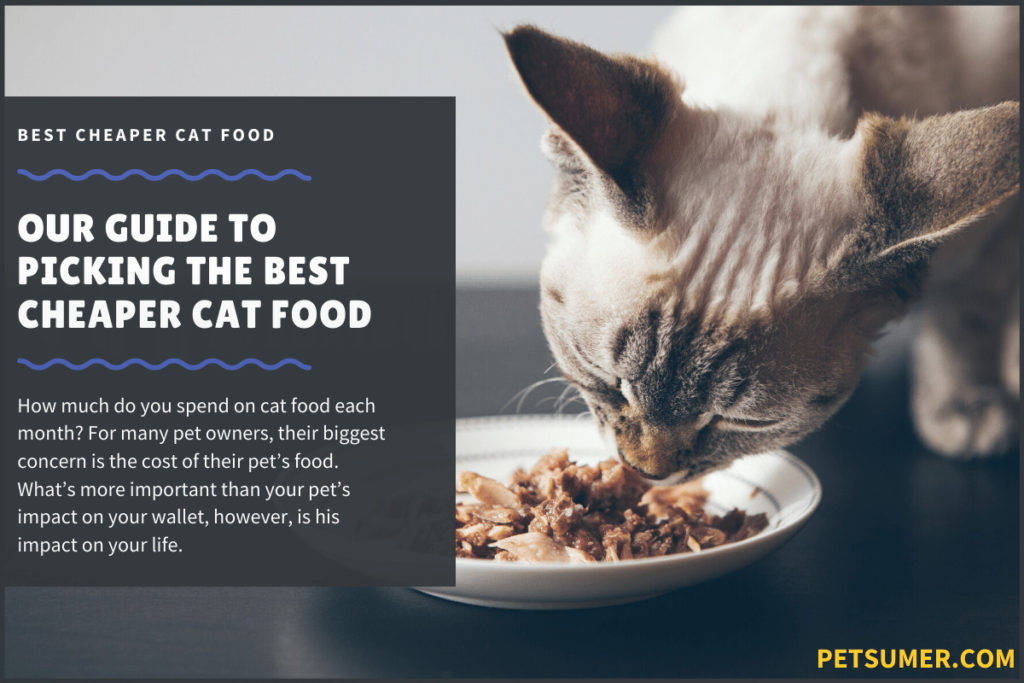 best cheaper cat food
