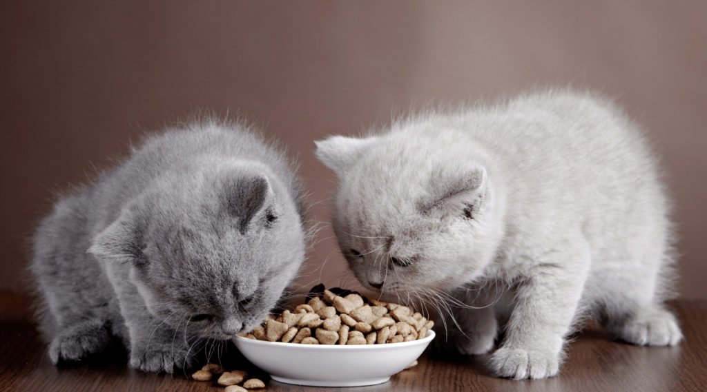 best cheaper cat food on the market1