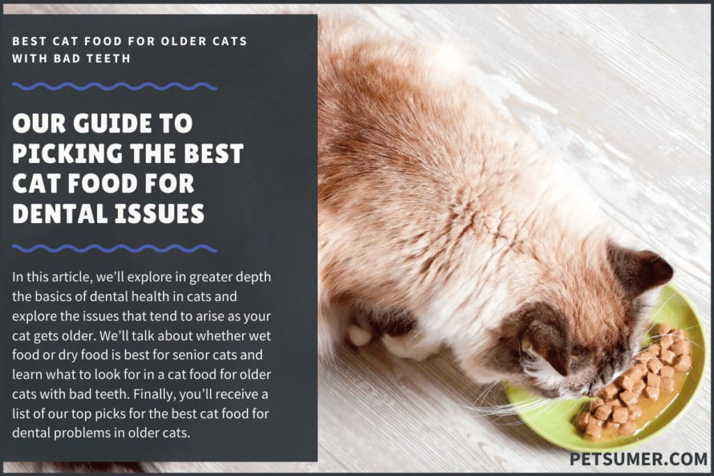 best cat food for dental issues