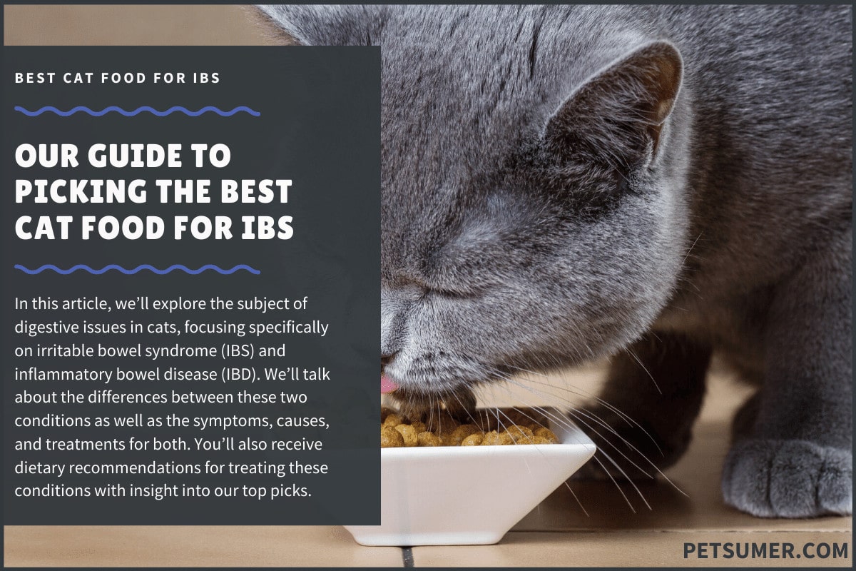best cat food for ibs