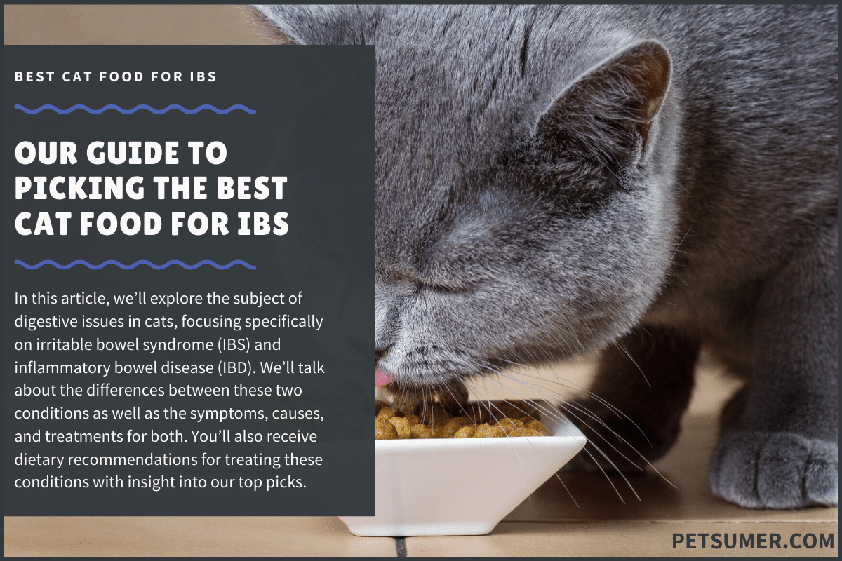 9 Best Cat Foods for Irritable Bowel Syndrome in 2020