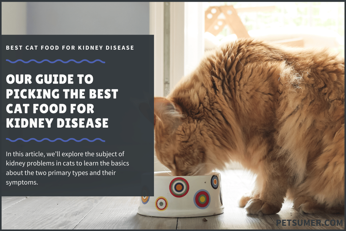 10 Best Non-Prescription Cat Foods for Kidney Disease in 2020