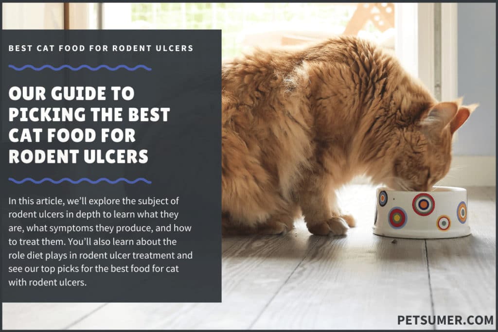 best cat food for rodent ulcers
