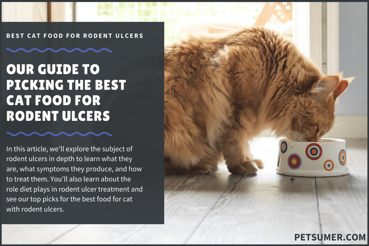 9 Best Cat Foods For Rodent Ulcers In 2020