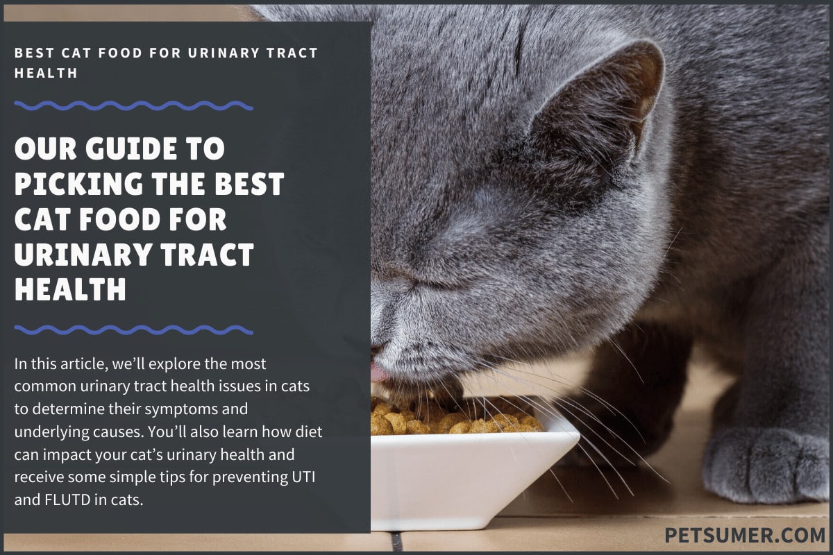 best cat food for uti prone cats