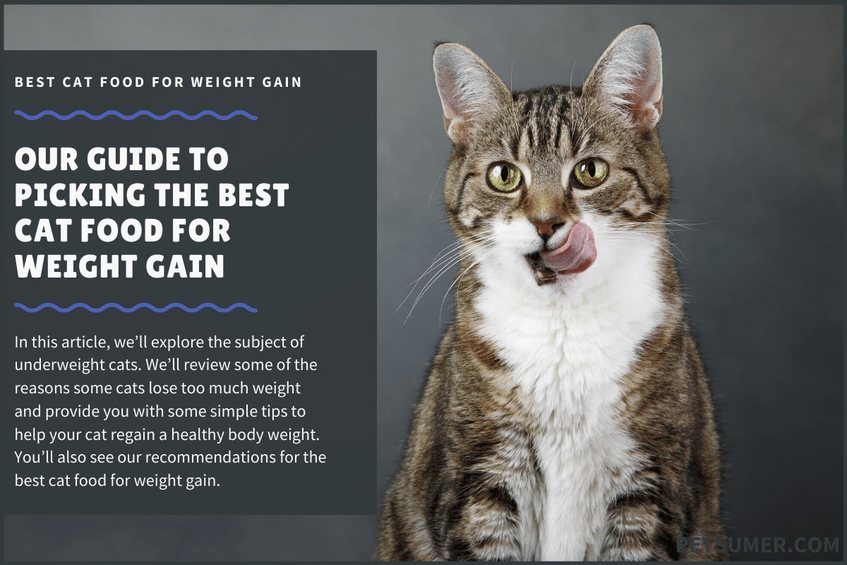 best food to help cats gain weight