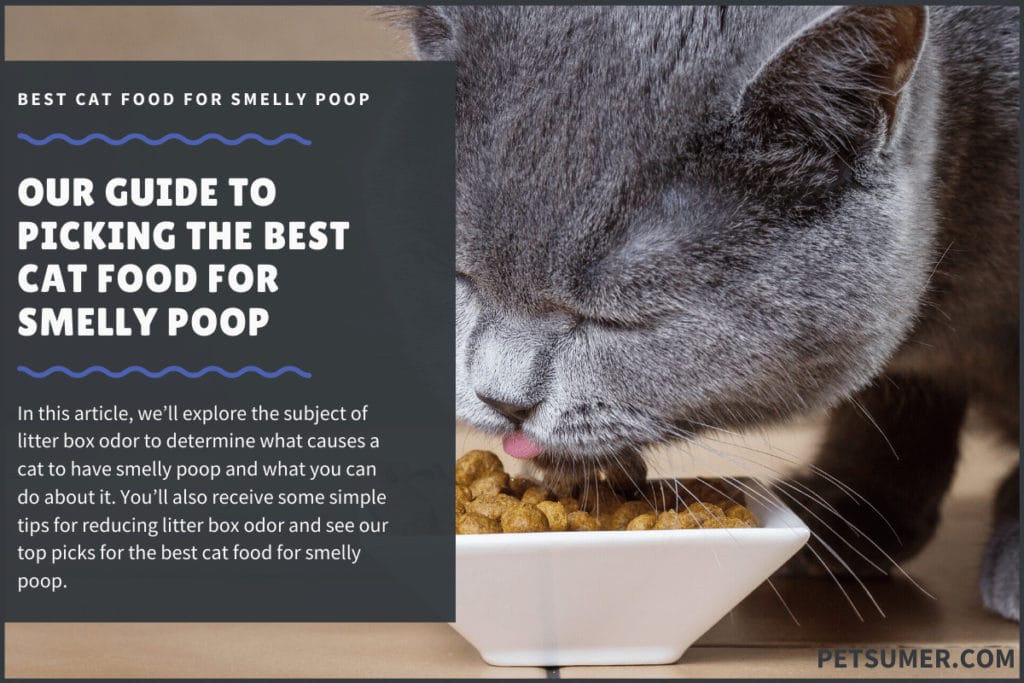 best cat food smelly poop