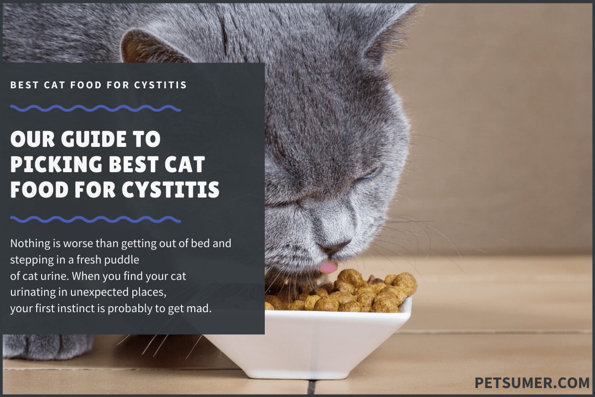 Best Cat Food for Cystitis