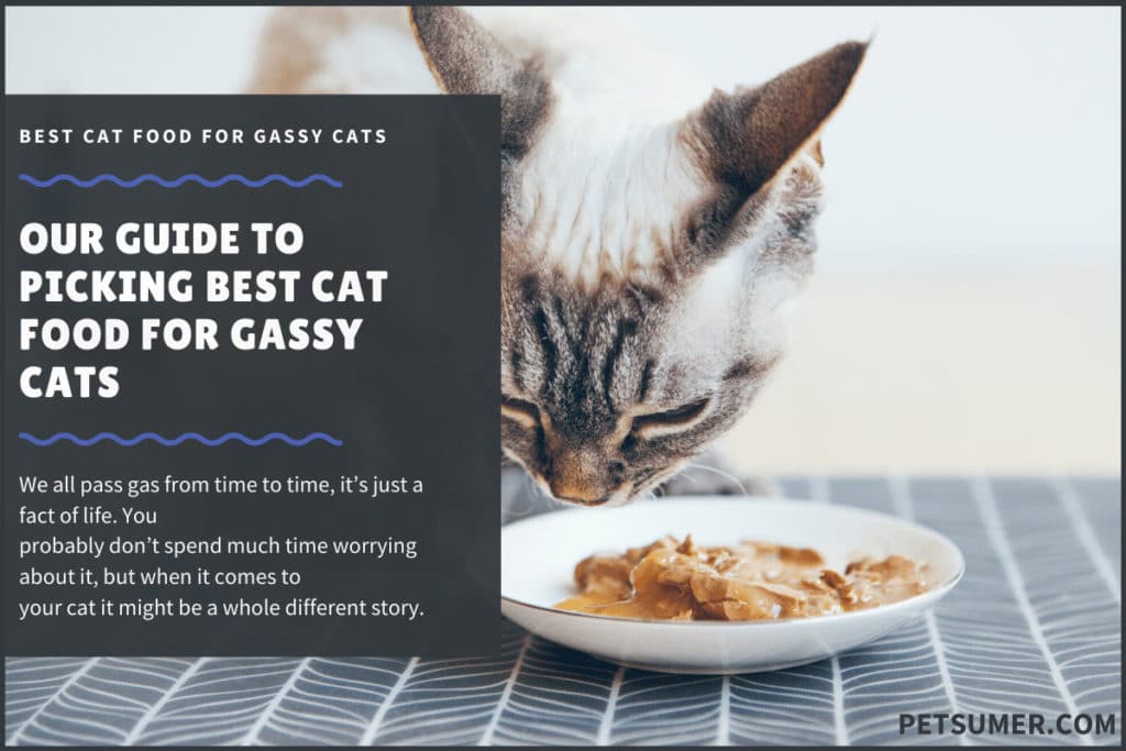 Best Cat Food for Gassy Cats(1)