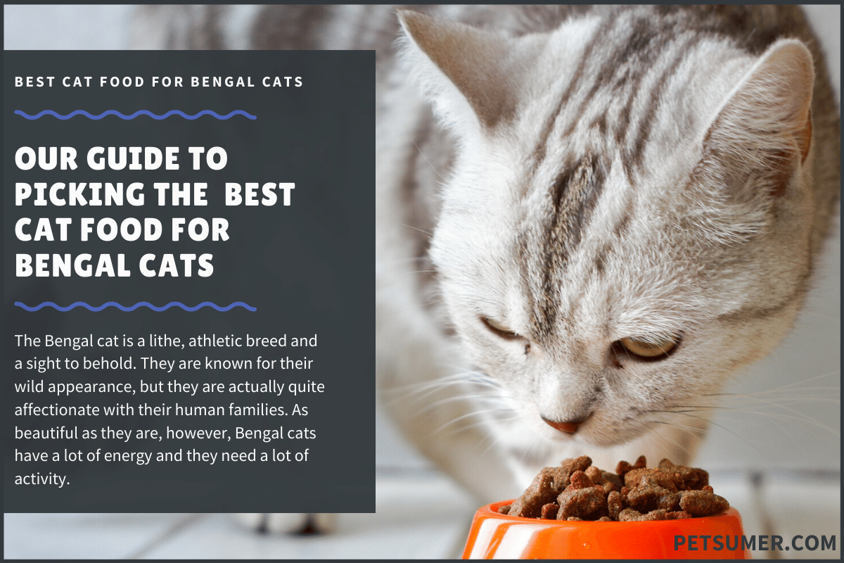 9 Best Cat Food for Bengal Cats in 2020