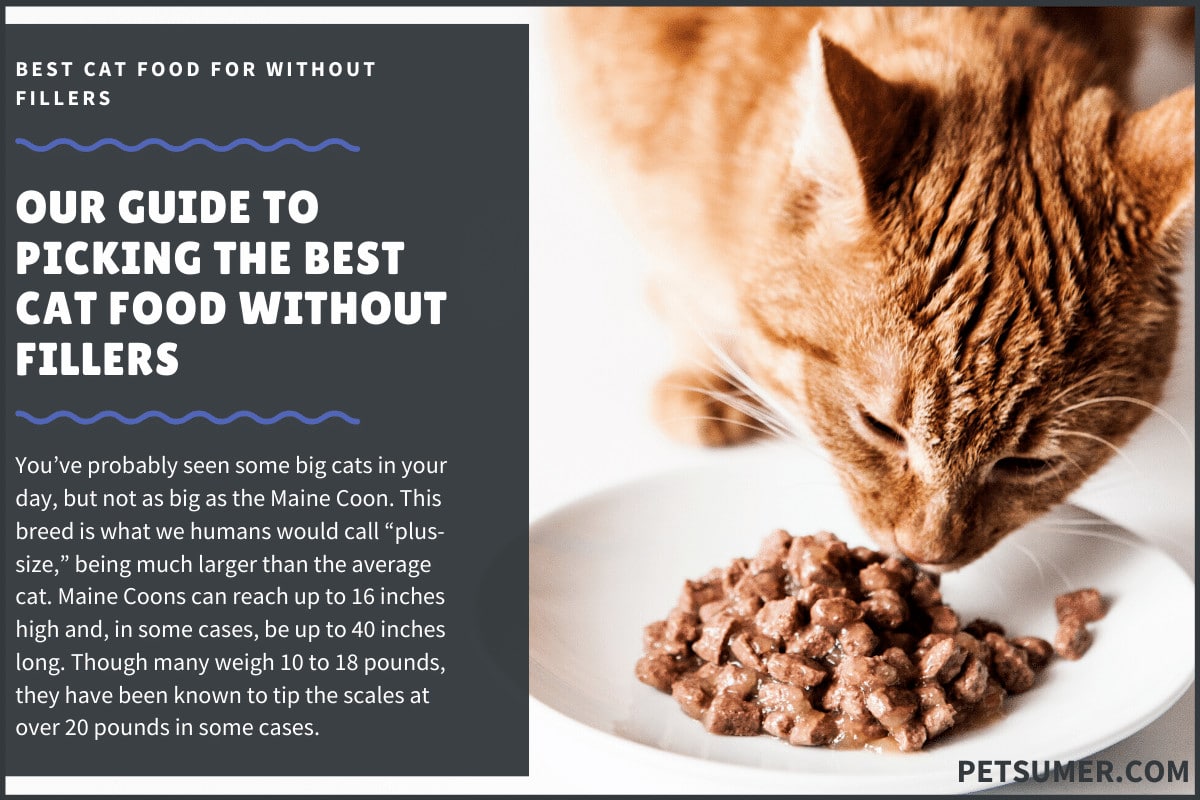 10 Best Cat Food Without Fillers in 2020