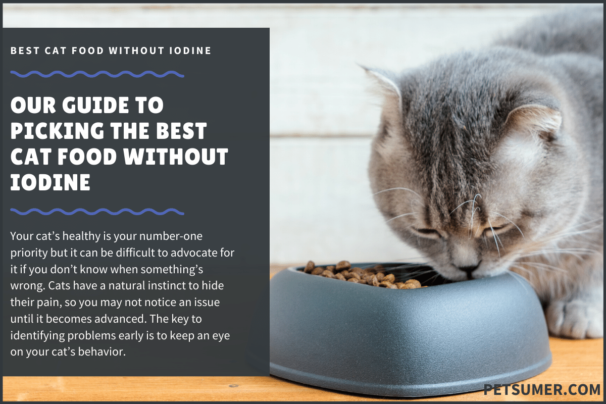 11 Best Cat Food Without Iodine in 2020