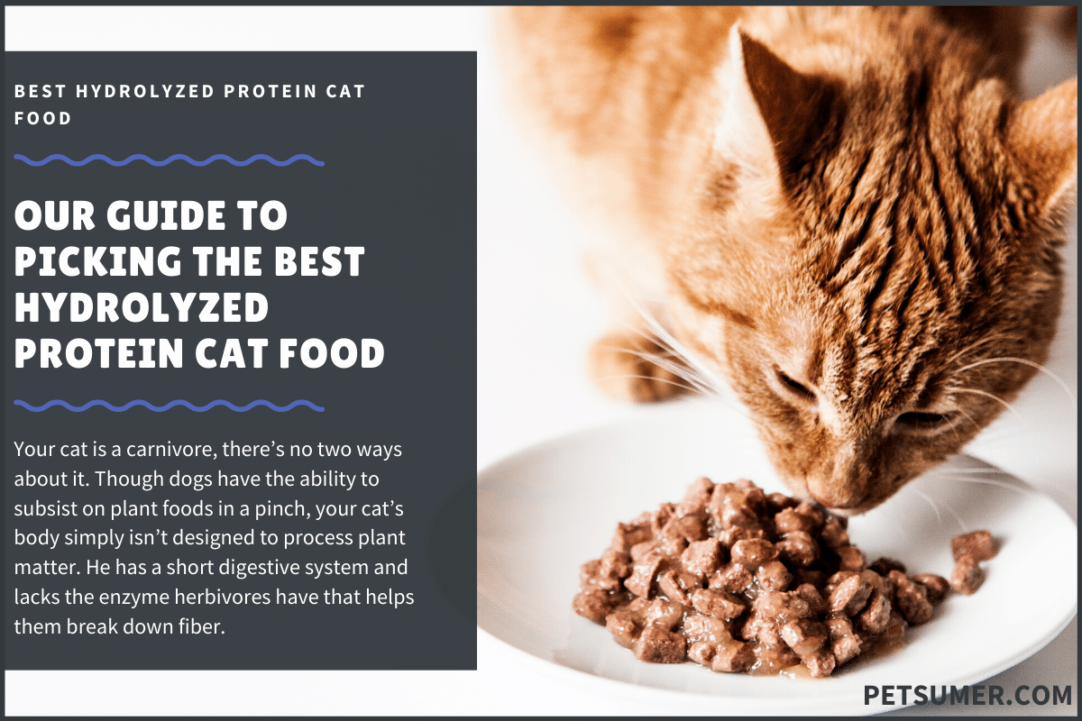 9 Best Hydrolyzed Protein Cat Food in 2020