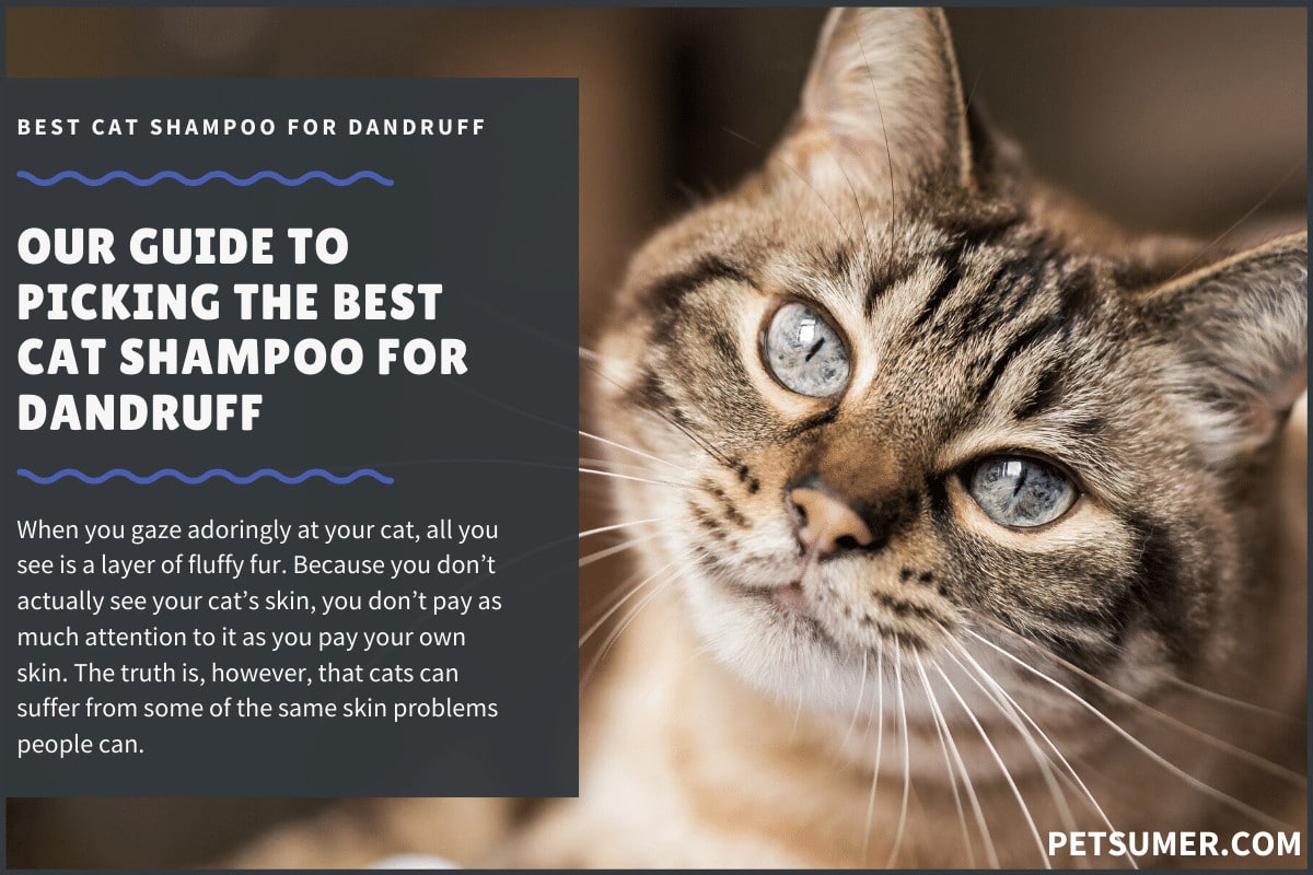 best cat shampoo for allergies