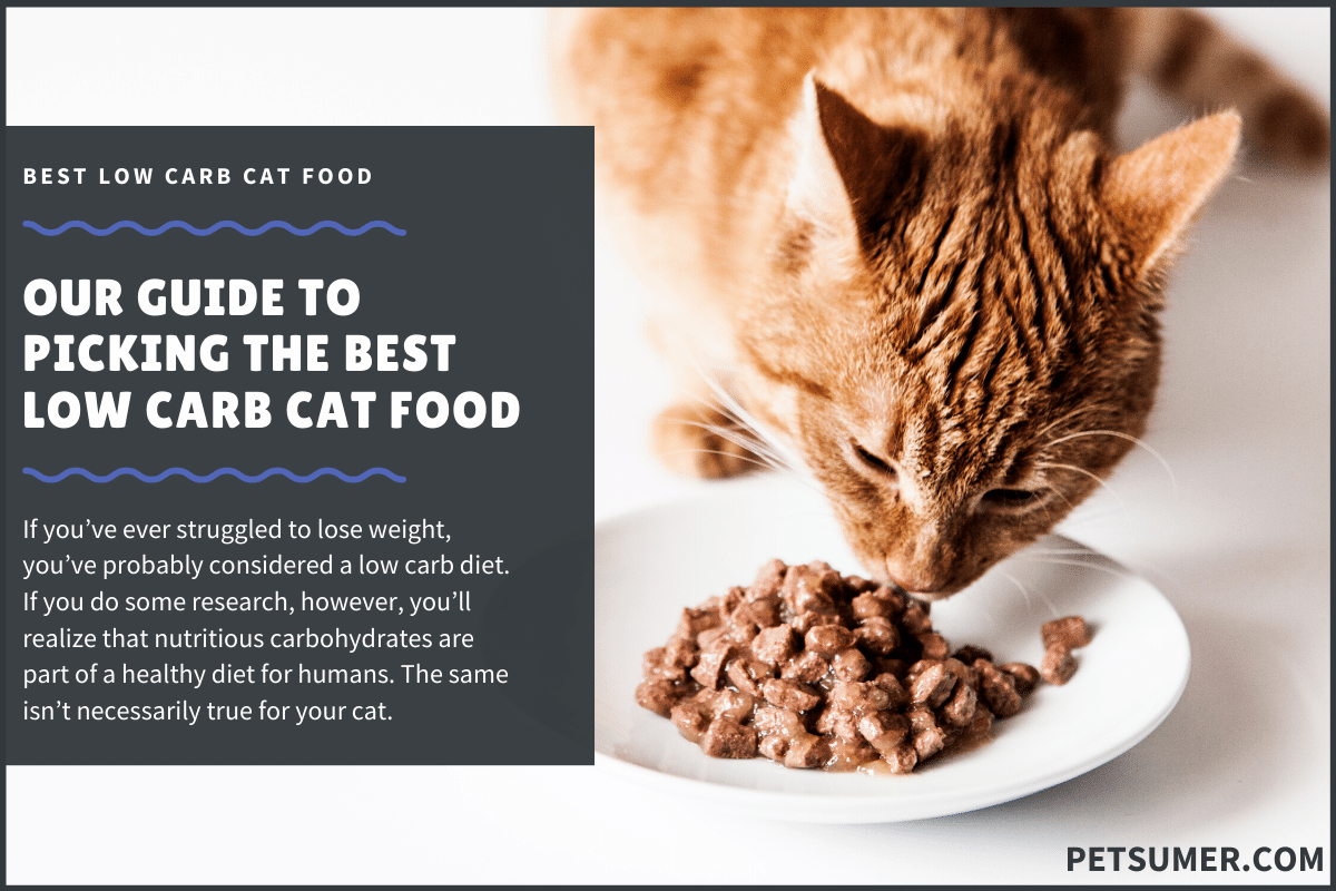 10 Best Low Carb Cat Food in 2020
