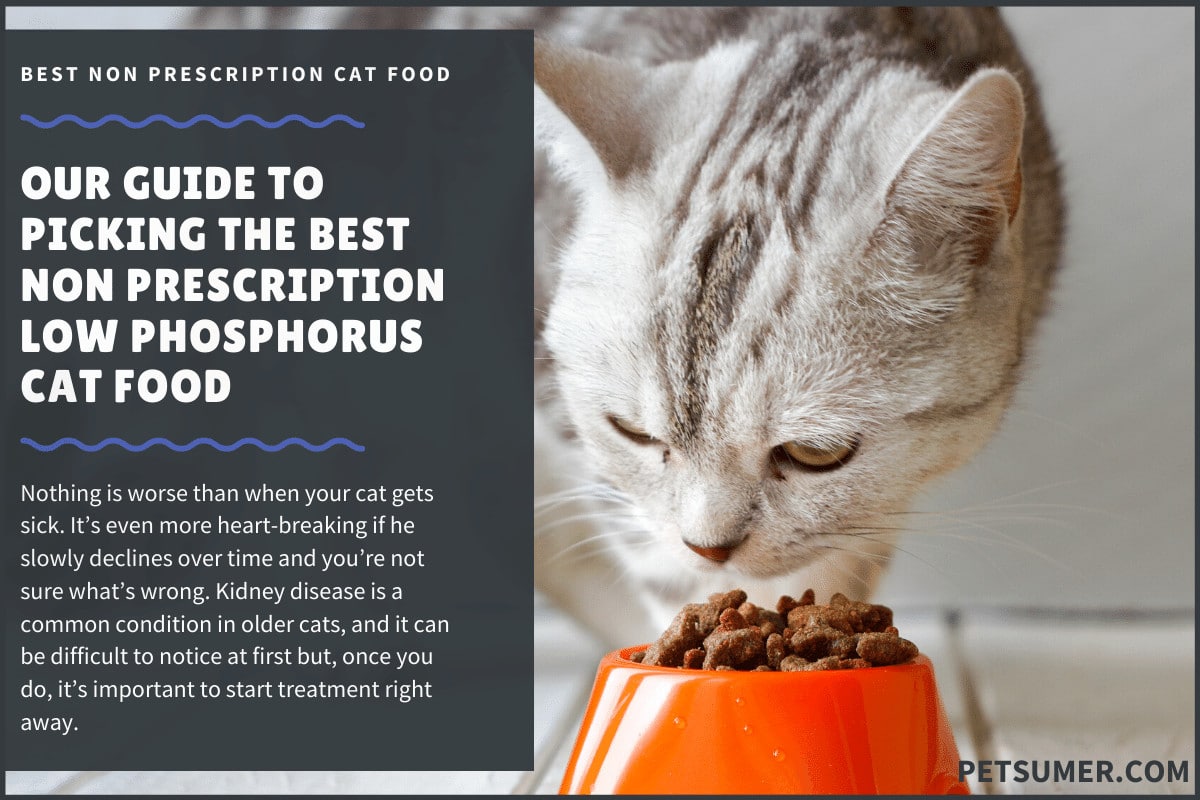 low phosphorus cat food brands