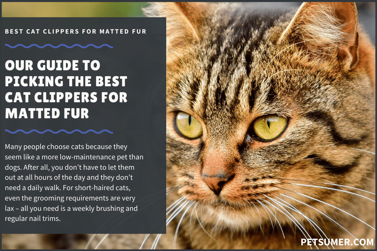 9 Best Cat Clippers for Matted Fur in 2022