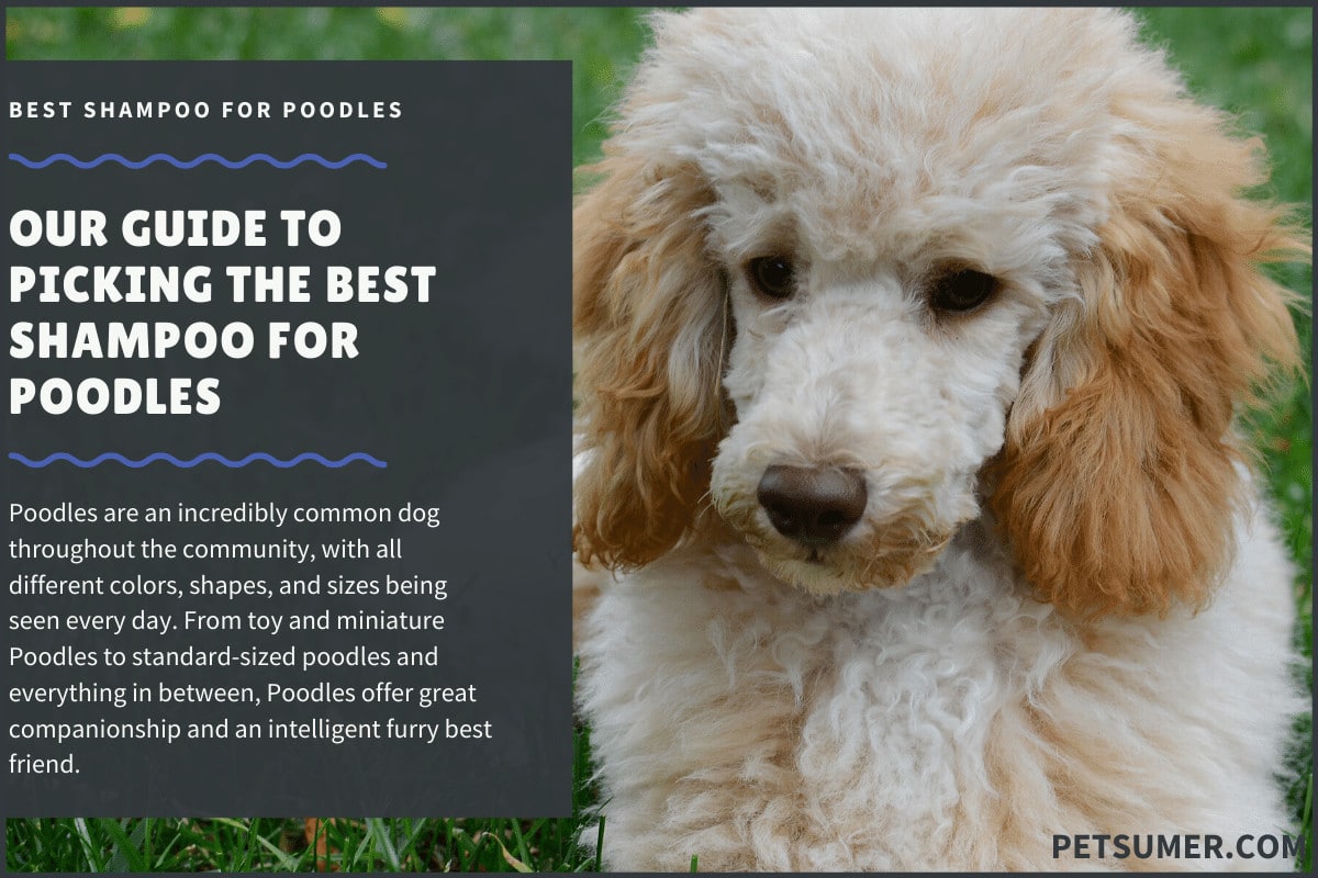 best shampoo and conditioner for poodles