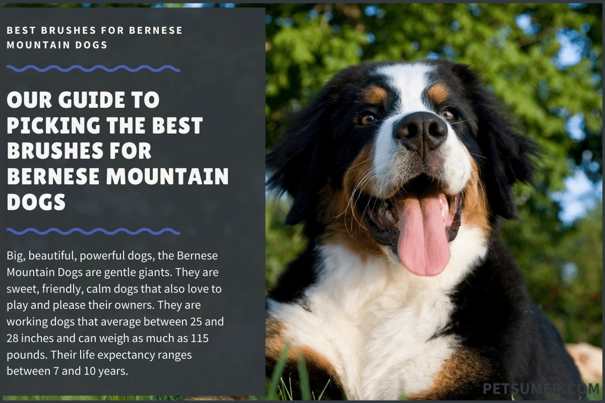 best grooming brush for bernese mountain dog
