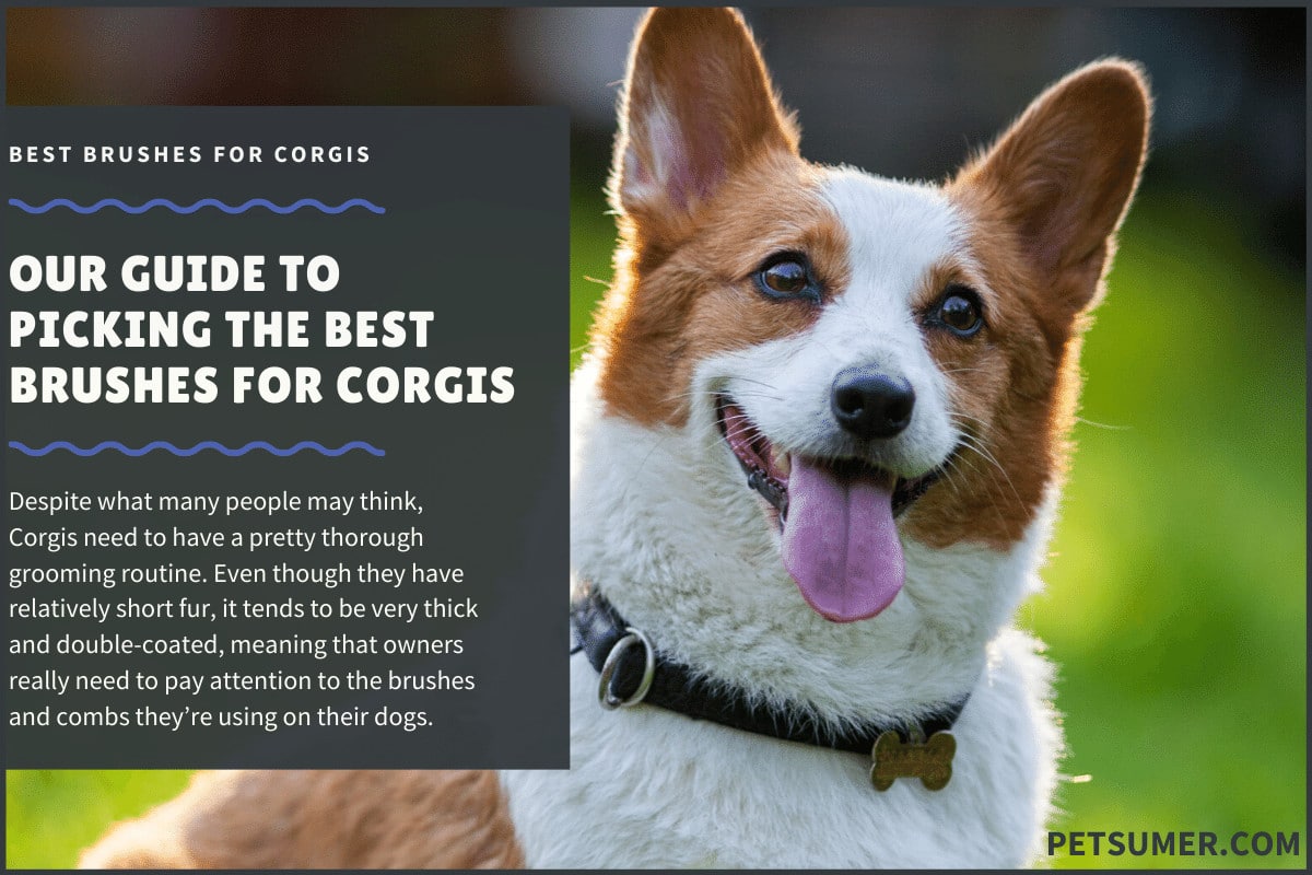 best dog brush for corgis