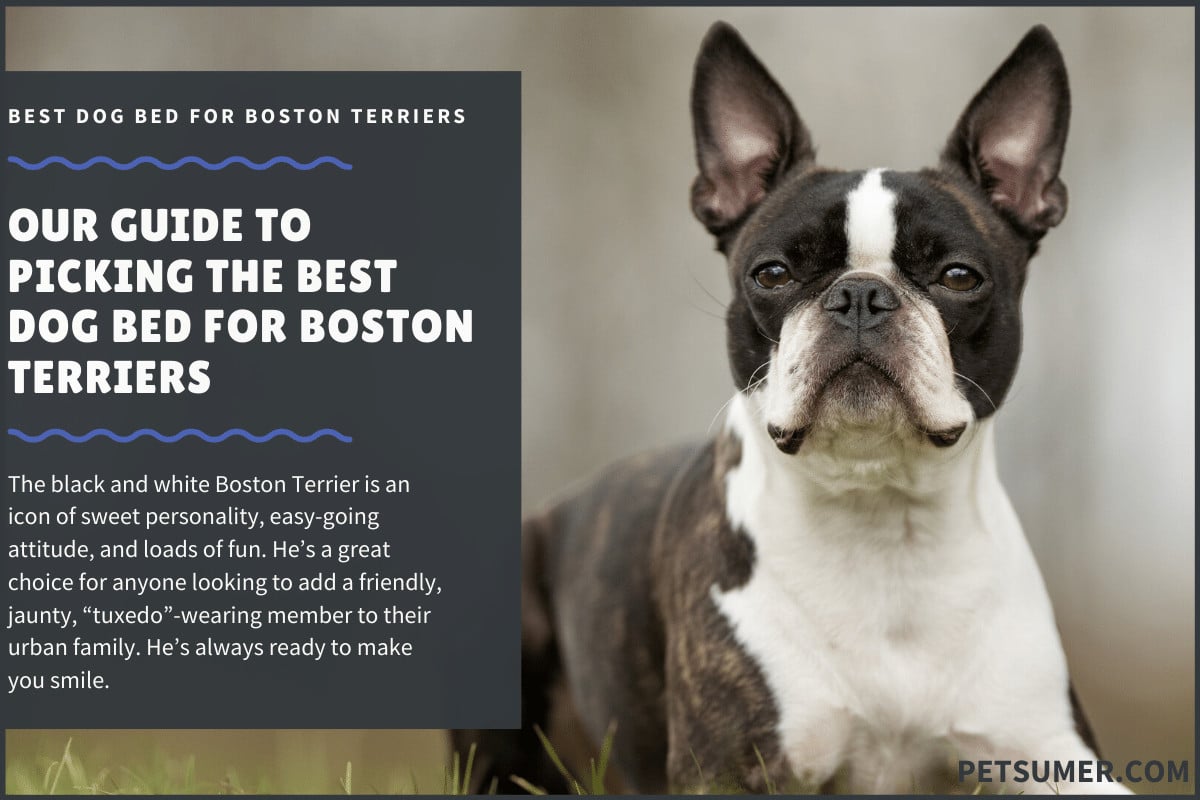 best dog bed for boston terrier
