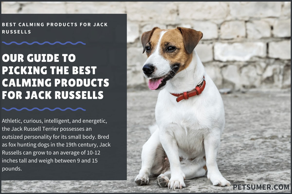 best collar for jack russell
