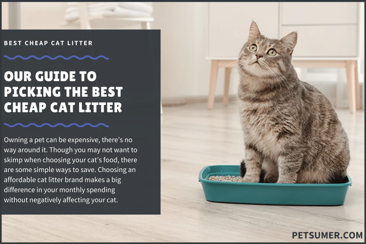 8 Best Cheap Cat Litter in 2020