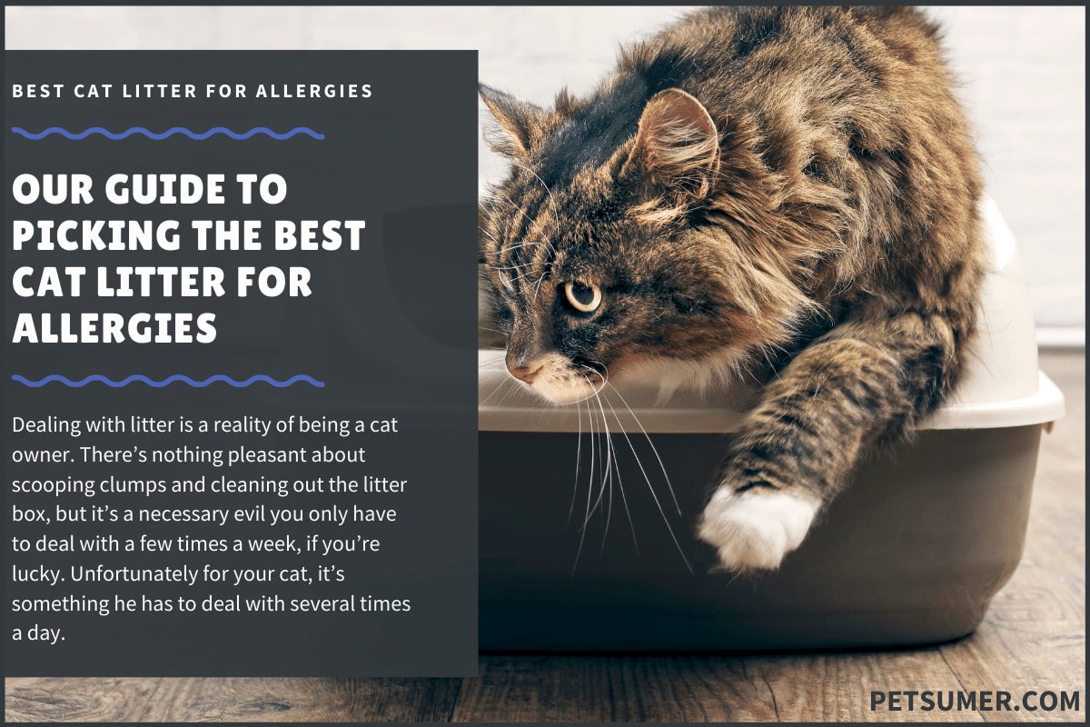 best cat litter for allergies